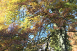 Herbst, Schloss Landshut